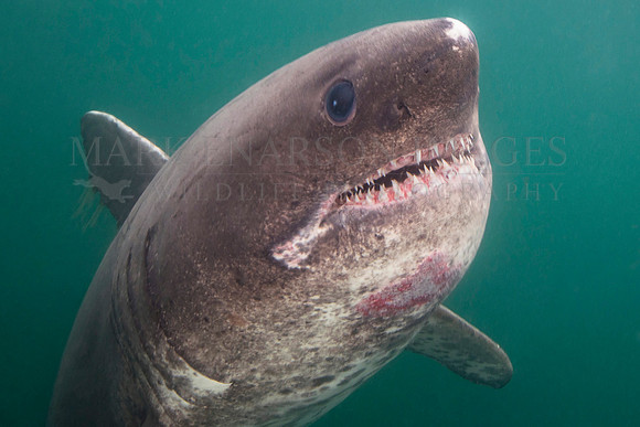 A salmon shark hunts the cold waters of Prince William Sound, Alaska