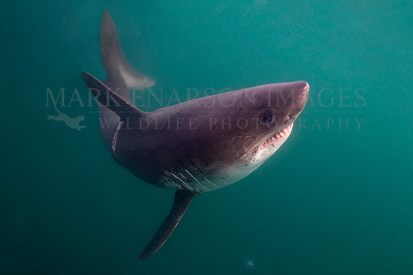 A salmon shark hunts the cold waters of Prince William Sound, Alaska