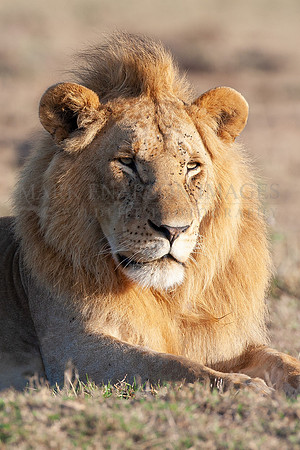 A resting lion on the Masai Mara plains