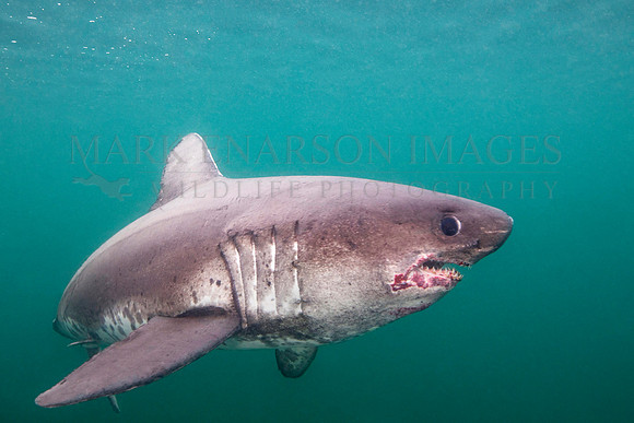 A salmon shark hunts the cold waters of Prince William Sound, Alaska