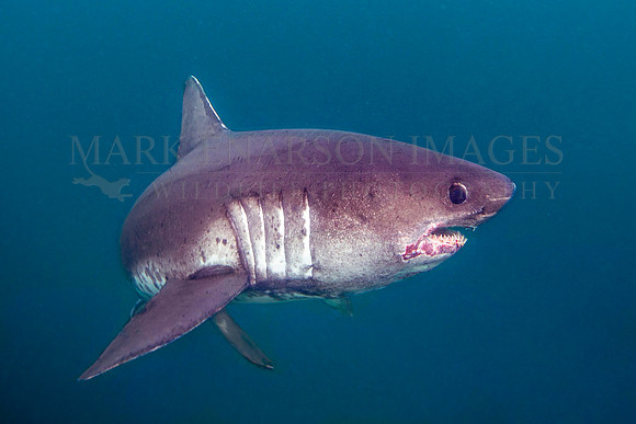 A salmon shark hunts the cold waters of Prince William Sound, Alaska