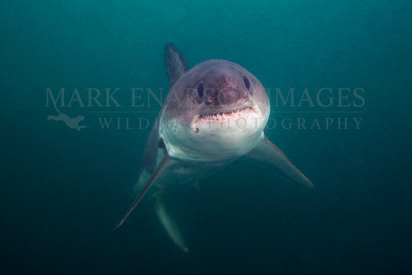 A salmon shark hunts the cold waters of Prince William Sound, Alaska