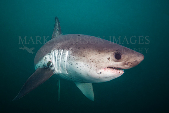 A salmon shark hunts the cold waters of Prince William Sound, Alaska