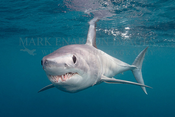 A mako shark in the pelagic water beyond Cape Point, South Africa