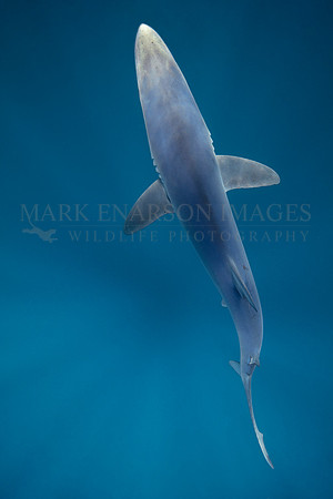 The fluid beauty of a blue shark, off Cape Point, South Africa