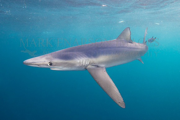 A large blue shark hunts off of Cape Point, South Africa