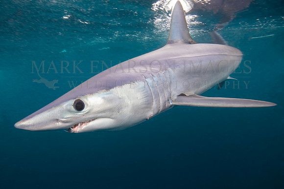 A mako shark in the pelagic water beyond Cape Point, South Africa