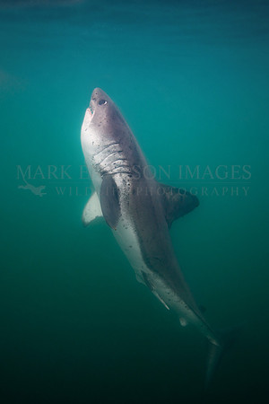 A salmon shark approaches the surface in Prince William Sound, Alaska