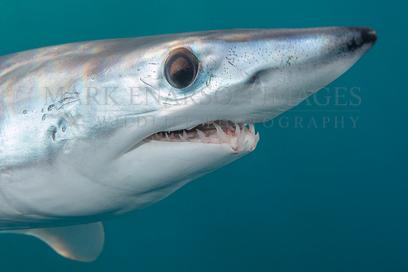 A mako shark in the pelagic water beyond Cape Point, South Africa