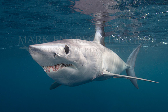 A mako shark in the pelagic water beyond Cape Point, South Africa