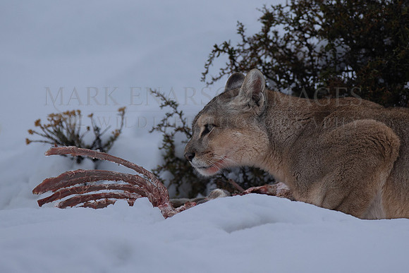 A puma must remain vigilant for competitors when scavenging, at Torres del Paine, Chile