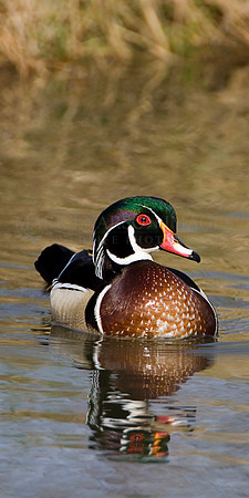 A wood duck at Inglewood Bird Sanctuary, in Calgary, Canada