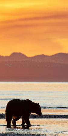 A brown bear at sunrise in Lake Clark National Park, Alaska