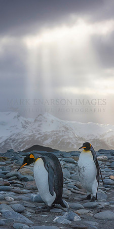 King penguins at Salisbury Plain, South Georgia