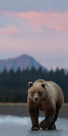A brown bear on the beach at dawn, in Lake Clark National Park, Alaska