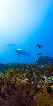 White sharks on the bottom at North Neptune Island, South Australia