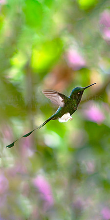 A booted rachet-tail hummingbird in the Ecuadorian Andes