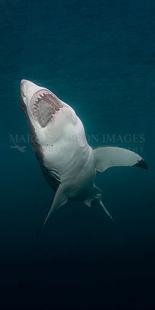 A white shark at Stewart Island, New Zealand