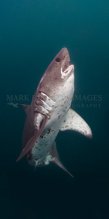 A salmon shark in Prince William Sound, Alaska