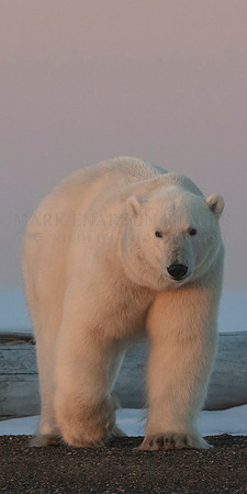 A polar bear at sunset, near Kaktovik, Alaska