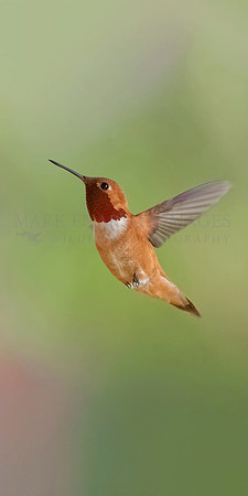 A male rufous hummingbird at Port Fidalgo, Alaska