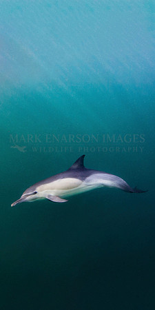 A common dolphin in False Bay, South Africa