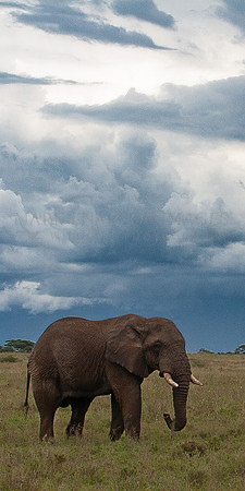 An elephant on the Serengeti Plains, Tanzania