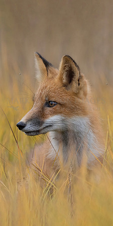 A red fox in the colorful grass of autumn at Lake Clark National Park, Alaska
