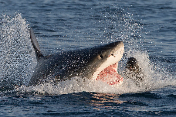 A white shark attacks a Cape fur seal at Seal Island, South Africa