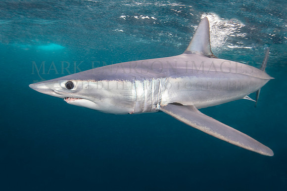 A mako shark in the pelagic water beyond Cape Point, South Africa