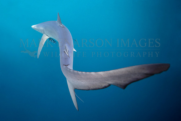 A blue shark hunts off of Cape Point, South Africa