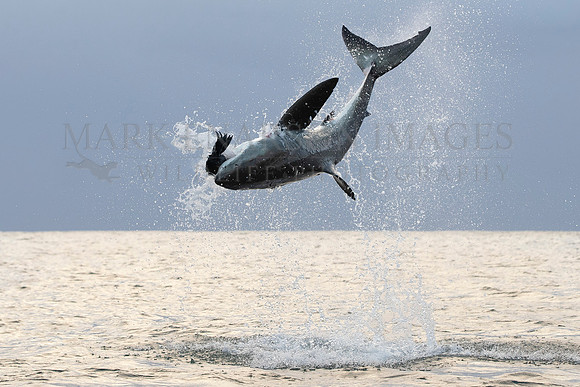 A white shark breaches at Mossel Bay, South Africa