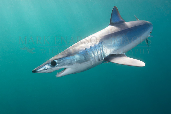 A mako shark in the pelagic water beyond Cape Point, South Africa