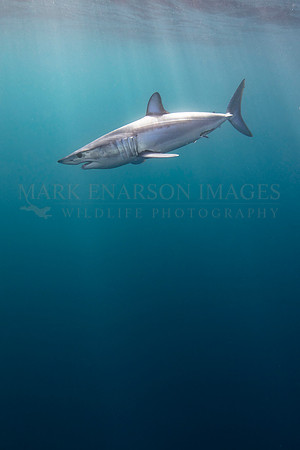 A mako shark in the pelagic water beyond Cape Point, South Africa