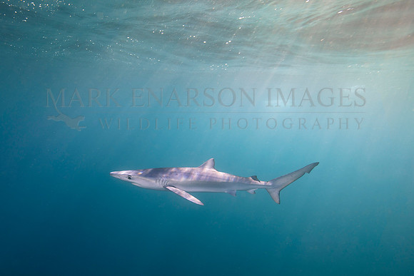 A blue shark hunts off of Cape Point, South Africa