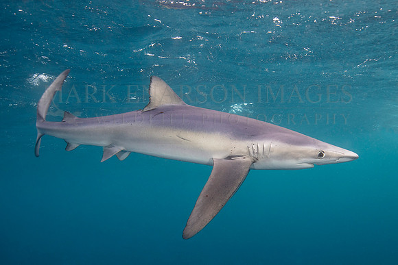 A large blue shark hunts off of Cape Point, South Africa