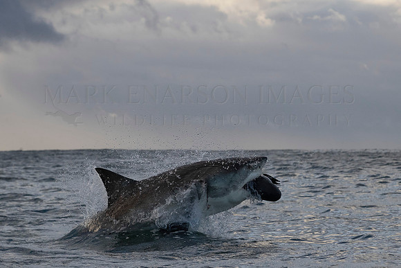 A white shark breaches at Mossel Bay, South Africa