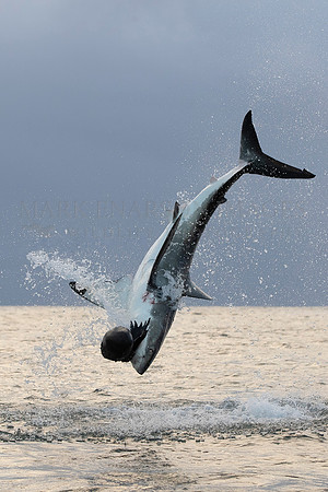 A white shark breaches at Mossel Bay, South Africa