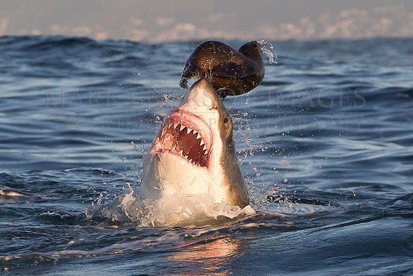 A white shark attacks a Cape fur seal at Seal Island, South Africa