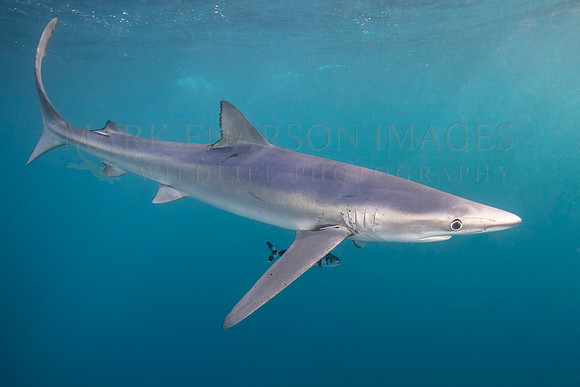 A large blue shark hunts off of Cape Point, South Africa