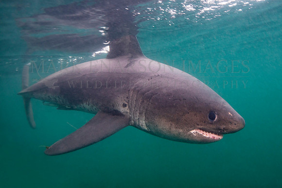 A salmon shark hunts the cold waters of Prince William Sound, Alaska