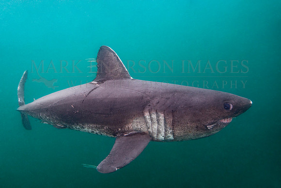 A salmon shark hunts the cold waters of Prince William Sound, Alaska