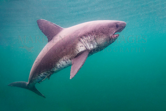 A salmon shark hunts the cold waters of Prince William Sound, Alaska
