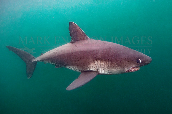 A salmon shark hunts the cold waters of Prince William Sound, Alaska
