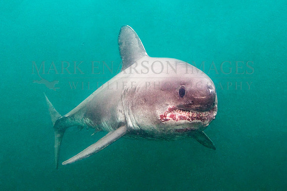 A salmon shark hunts the cold waters of Prince William Sound, Alaska