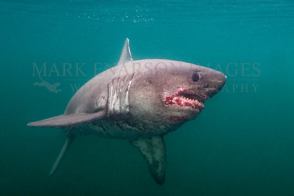 A salmon shark hunts the cold waters of Prince William Sound, Alaska