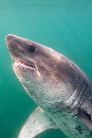 A salmon shark hunts the cold waters of Prince William Sound, Alaska