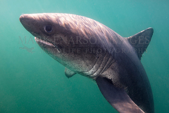 A salmon shark hunts the cold waters of Prince William Sound, Alaska