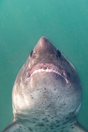 A salmon shark hunts the cold waters of Prince William Sound, Alaska