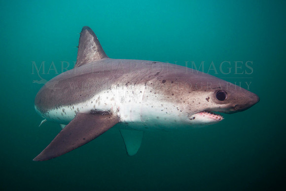 A salmon shark hunts the cold waters of Prince William Sound, Alaska